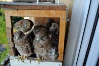 /album/a18-6-2013/sedm-hladovcu-a-mamina-jpg/